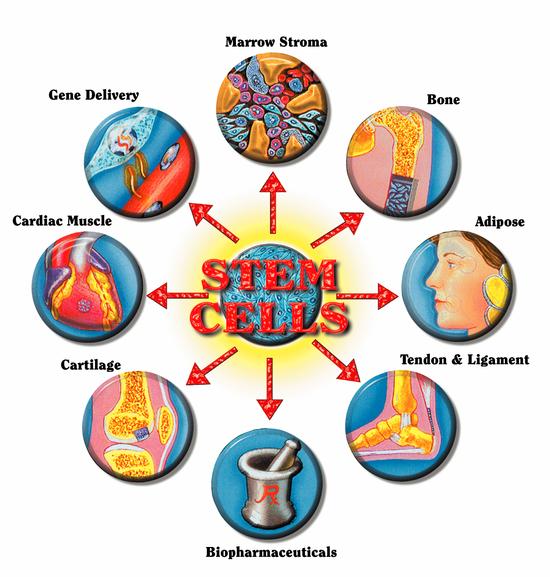 Ethical Issues of Stem Cell Biology and Therapies Photo
